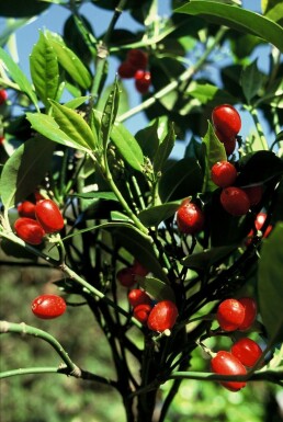 Japanische Aukube Aucuba Japonica 'Rozannie' Topf Aucuba japonica 'Rozannie'