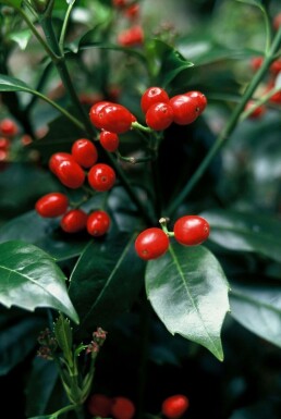 Japanische Aukube Aucuba Japonica 'Rozannie' Topf Aucuba japonica 'Rozannie'