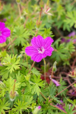Storchschnabel Geranium sanguineum 'Tiny Monster' 5-10 Topf P9 Geranium sanguineum 'Tiny Monster'