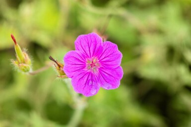 Storchschnabel Geranium sanguineum 'Tiny Monster' 5-10 Topf P9 Geranium sanguineum 'Tiny Monster'