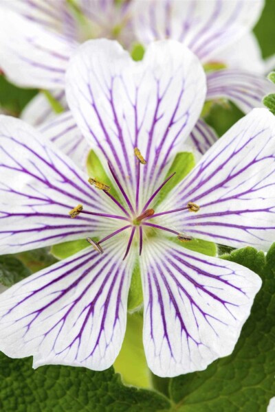 Storchschnabel Geranium versicolor 5-10 Topf P9 Geranium versicolor