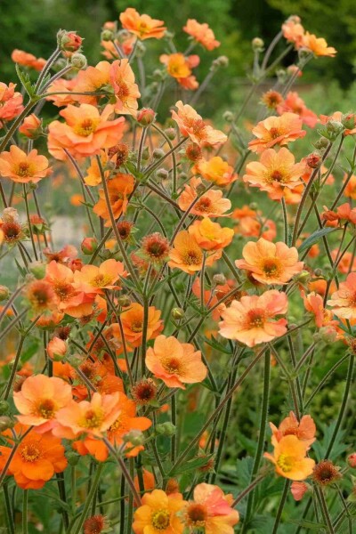 Nelkenwurz Geum chiloense 'Prinses Juliana' 5-10 Topf P9 Geum chiloense 'Prinses Juliana'