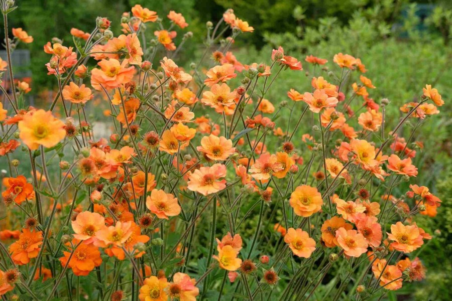 Nelkenwurz Geum chiloense 'Prinses Juliana' 5-10 Topf P9 Geum chiloense 'Prinses Juliana'