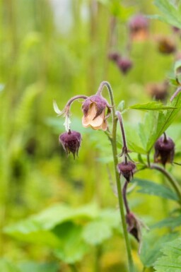 Bachnelkenwurz Geum rivale 5-10 Topf P9 Geum rivale
