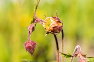 Bachnelkenwurz Geum rivale 5-10 Topf P9 Geum rivale