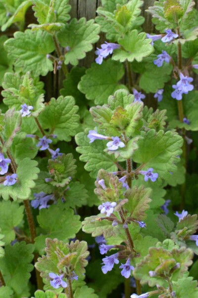 Gundermann Glechoma hederacea 5-10 Topf P9 Glechoma hederacea