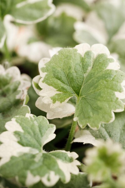 Gundermann Glechoma hederacea 'Variegata' 5-10 Topf P9 Glechoma hederacea 'Variegata'