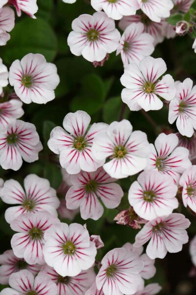 Schleierkraut Gypsophila cerastioides 5-10 Topf P9 Gypsophila cerastioides
