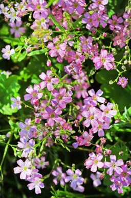 Kriechendes gipskraut Gypsophila repens 5-10 Topf P9 Gypsophila repens