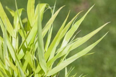 Hakonegras Hakonechloa macra 'Allgold' 5-10 Topf P9 Hakonechloa macra 'Allgold'