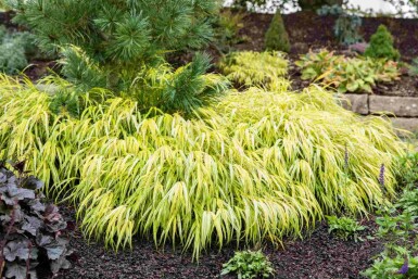 Hakonegras Hakonechloa macra 'Allgold' 5-10 Topf P9 Hakonechloa macra 'Allgold'