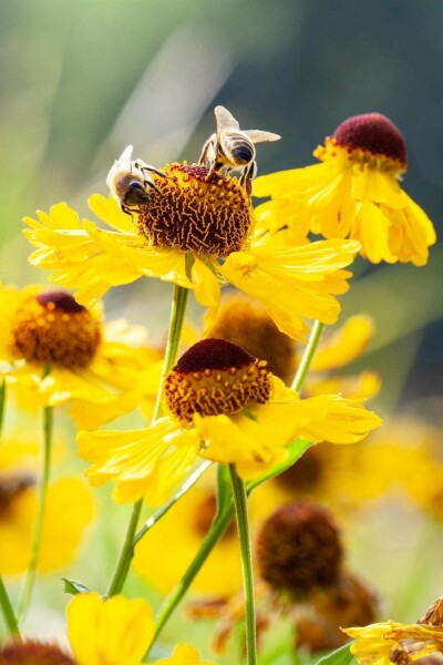 Sonnenbraut Helenium bigelovii 'The Bishop' 5-10 Topf P9 Helenium bigelovii 'The Bishop'