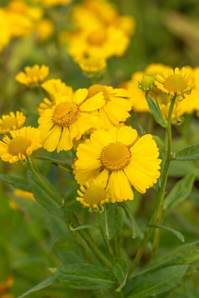 Sonnenbraut Helenium hybride 'Kanaria' 5-10 Topf P9 Helenium hybride 'Kanaria'