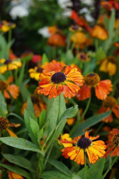 Sonnenbraut Helenium 'Mardi Gras' 5-10 Topf P9 Helenium 'Mardi Gras'