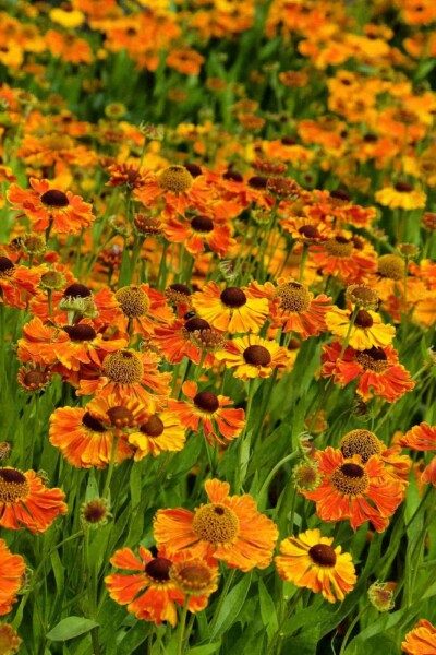 Sonnenbraut Helenium 'Waltraut' 5-10 Topf P9 Helenium 'Waltraut'