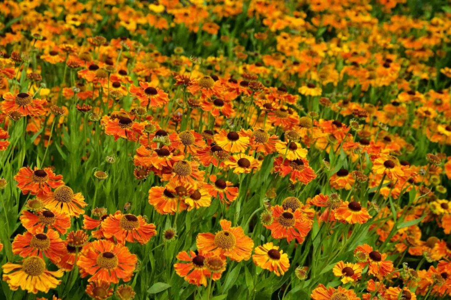Sonnenbraut Helenium 'Waltraut' 5-10 Topf P9 Helenium 'Waltraut'
