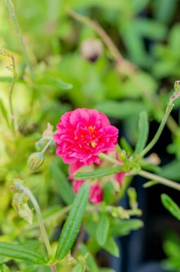 Sonnenröschen Helianthemum 'Cerise Queen' 5-10 Topf P9 Helianthemum 'Cerise Queen'