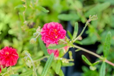 Sonnenröschen Helianthemum 'Cerise Queen' 5-10 Topf P9 Helianthemum 'Cerise Queen'
