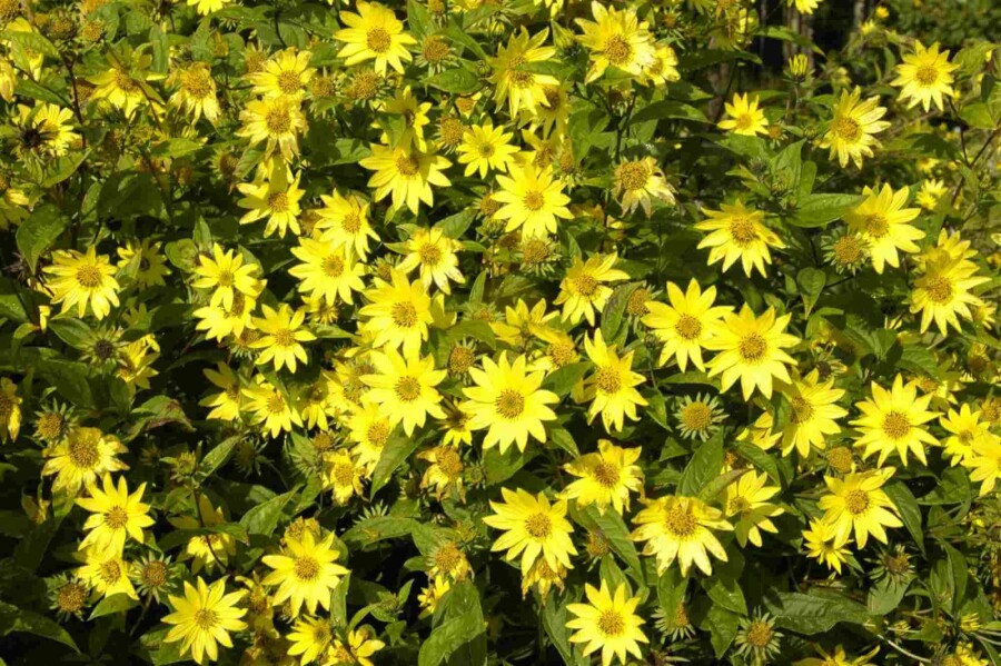 Sonnenblume Helianthus atrorubens 5-10 Topf P9 Helianthus atrorubens