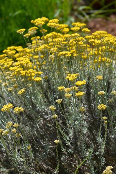 Currykraut Helichrysum italicum 5-10 Topf P9 Helichrysum italicum