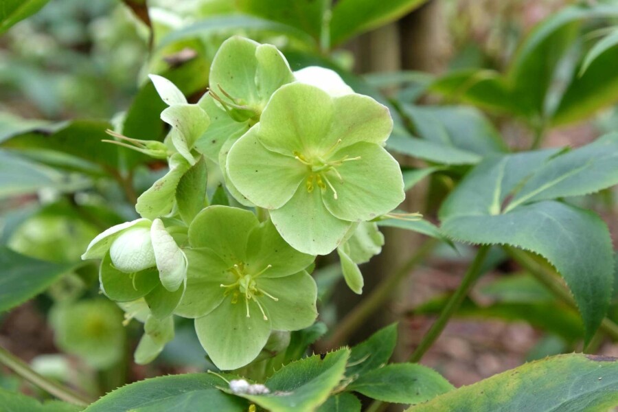 Nieswurz Helleborus sternii 5-10 Topf P9 Helleborus sternii