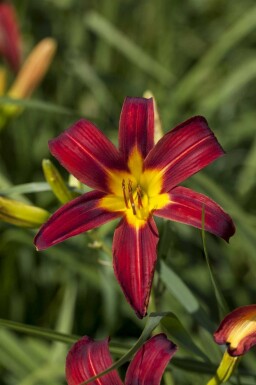 Tageslilie Hemerocallis 'Autumn Red' 5-10 Topf P9 Hemerocallis 'Autumn Red'