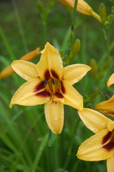 Tageslilie Hemerocallis 'Bonanza' 5-10 Topf P9 Hemerocallis 'Bonanza'