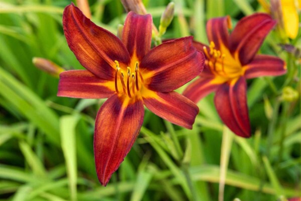 Tageslilie Hemerocallis 'Crimson Pirate' 5-10 Topf P9 Hemerocallis 'Crimson Pirate'