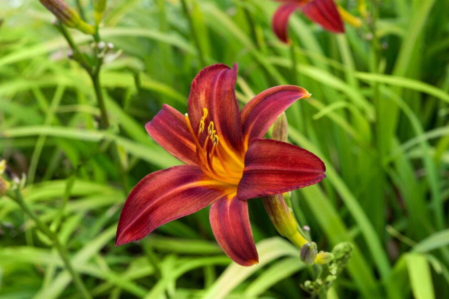 Tageslilie Hemerocallis 'Crimson Pirate' 5-10 Topf P9 Hemerocallis 'Crimson Pirate'