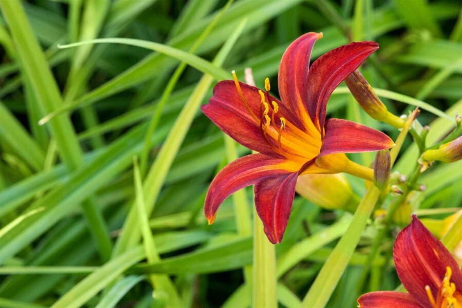 Tageslilie Hemerocallis 'Crimson Pirate' 5-10 Topf P9 Hemerocallis 'Crimson Pirate'