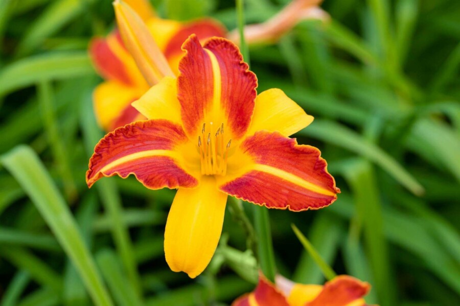 Taglilie Hemerocallis 'Frans Hals' 5-10 Topf P9 Hemerocallis 'Frans Hals'