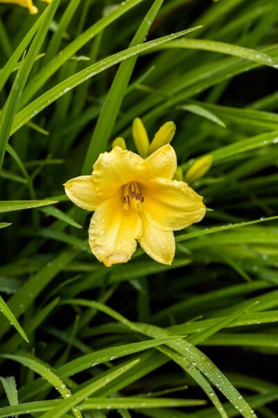 Taglilie Hemerocallis 'Happy Returns' 5-10 Topf P9 Hemerocallis 'Happy Returns'