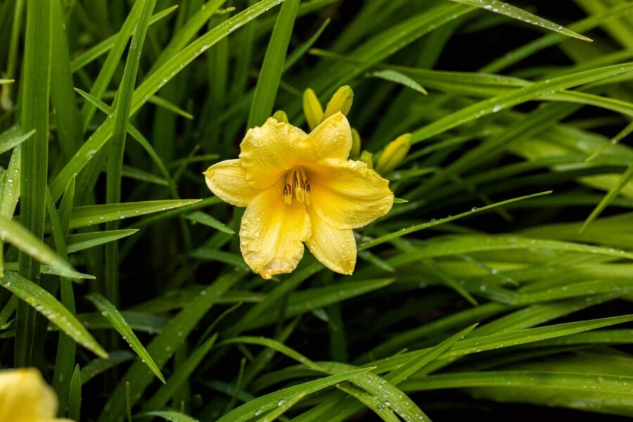 Taglilie Hemerocallis 'Happy Returns' 5-10 Topf P9 Hemerocallis 'Happy Returns'