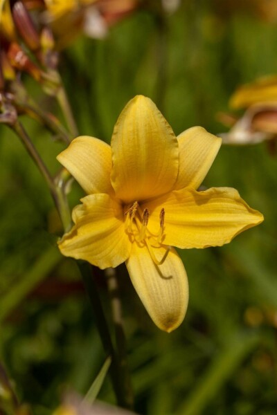 Tageslilie Hemerocallis middendorffii 5-10 Topf P9 Hemerocallis middendorffii