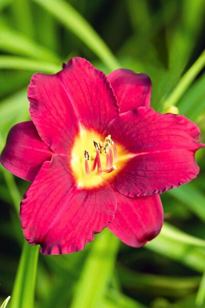 Taglilie Hemerocallis 'Pardon Me' 5-10 Topf P9 Hemerocallis 'Pardon Me'