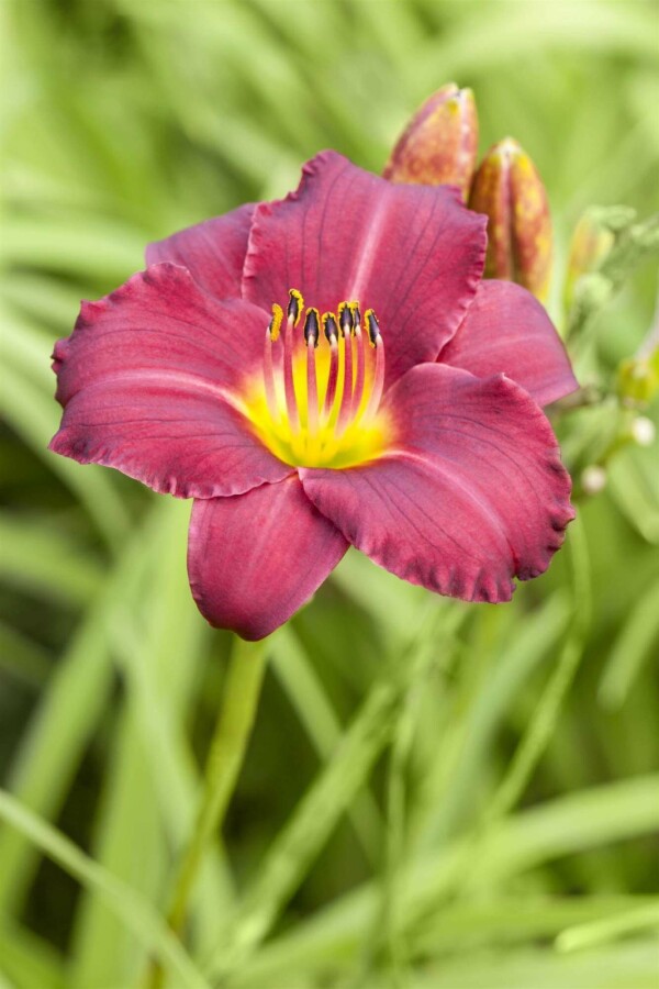 Taglilie Hemerocallis 'Pardon Me' 5-10 Topf P9 Hemerocallis 'Pardon Me'