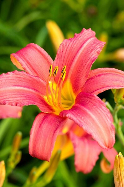 Taglilie Hemerocallis 'Pink Damask' 5-10 Topf P9 Hemerocallis 'Pink Damask'