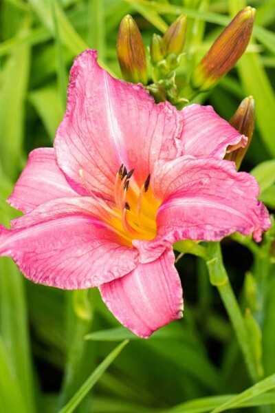 Taglilie Hemerocallis 'Summer Wine' 5-10 Topf P9 Hemerocallis 'Summer Wine'