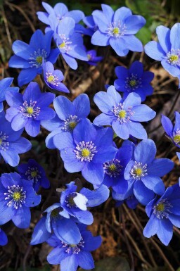 Leberblümchen Hepatica nobilis 5-10 Topf P9 Hepatica nobilis