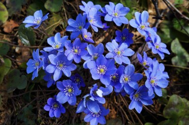 Leberblümchen Hepatica nobilis 5-10 Topf P9 Hepatica nobilis
