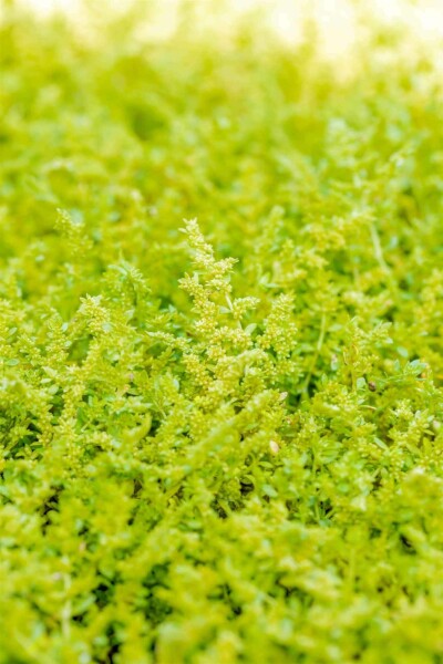 Bruchkraut Herniaria glabra 5-10 Topf P9 Herniaria glabra