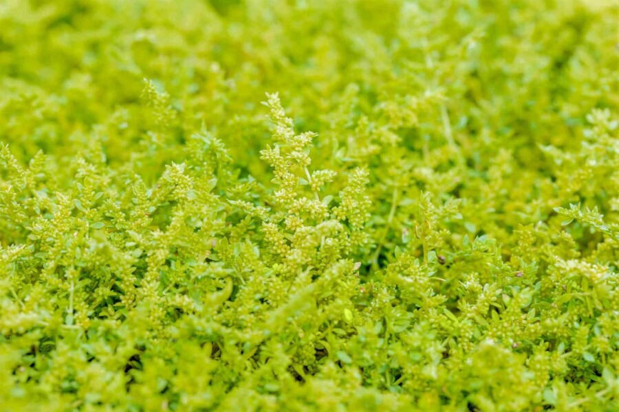 Bruchkraut Herniaria glabra 5-10 Topf P9 Herniaria glabra