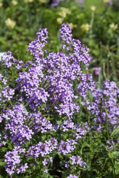 Nachtviole Hesperis matronalis 5-10 Topf P9 Hesperis matronalis