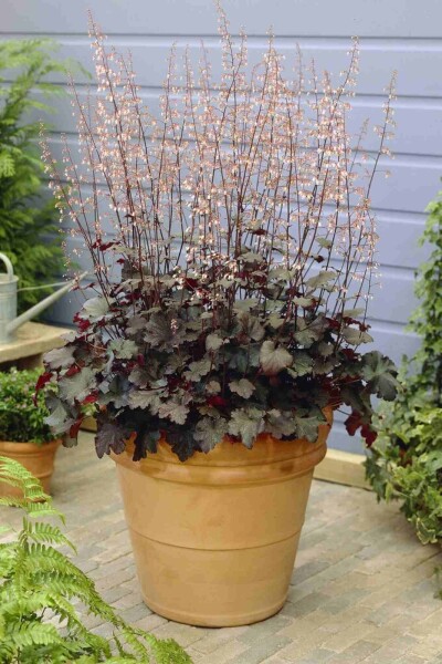 Purpurglöckchen Heuchera micrantha 'Black Beauty' 5-10 Topf P9 Heuchera micrantha 'Black Beauty'