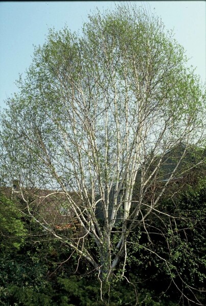 Himalaja-Birke 'Doorenbos' Betula utilis 'Doorenbos' strauch 175-200 C7,5 Betula utilis 'Doorenbos' Strauch 175-200 cm