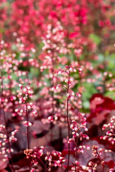 Purpurglöckchen Heuchera micrantha 'Fire Chief' 5-10 Topf P9 Heuchera micrantha 'Fire Chief'