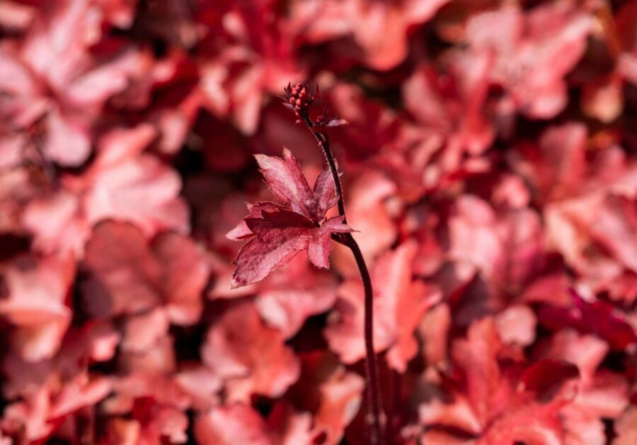 Purpurglöckchen Heuchera micrantha 'Fire Chief' 5-10 Topf P9 Heuchera micrantha 'Fire Chief'