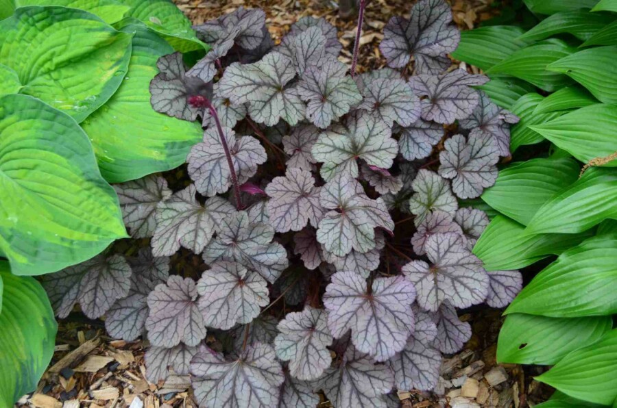 Purpurglöckchen Heuchera 'Frosted Violet' 5-10 Topf P9 Heuchera 'Frosted Violet'