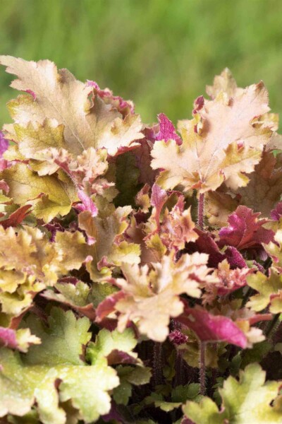 Purpurglöckchen Heuchera villosa 'Marmalade' 5-10 Topf P9 Heuchera villosa 'Marmalade'