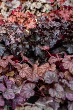 Purpurglöckchen Heuchera micrantha 'Obsidian' 5-10 Topf P9 Heuchera micrantha 'Obsidian'